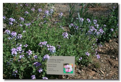 Arizona (18)   GOODING-verbena